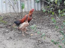 Heyratı xoruz
