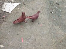 Göyərçinlər