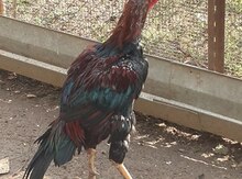 Heyratı xoruz