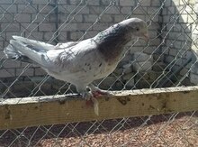 Göyərçin