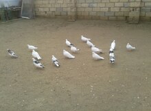 Göyərçinlər
