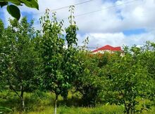 2.5 sot torpaq sahəsi, Zabrat qəs.