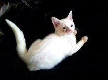 Шотландский котенок