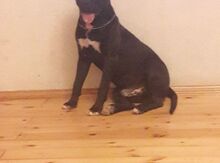 Cütləşdirmək üçün pitbul