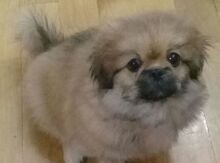 Pekines