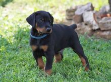 Doberman