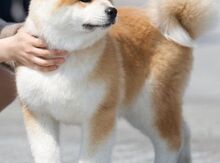 Akita Uni