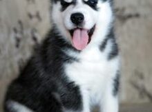 Haski