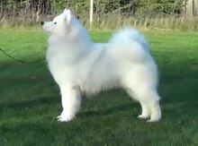 Samoyed