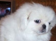 Pekines