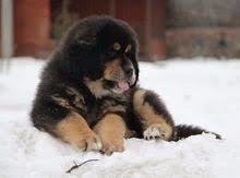 Tibet Mastiff Dog