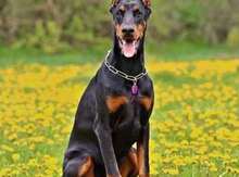 Doberman