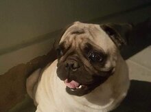 Mops