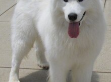 Samoyed