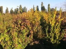 16 sot torpaq sahəsi, Xaçmaz r.