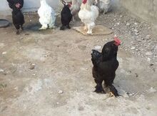 Brama toyuqları