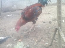 Heyratı