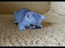 Котенок