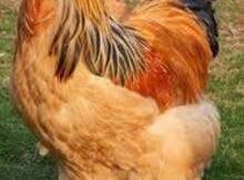 Buff Brama