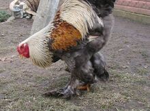 Brama
