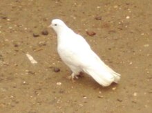 Göyərçin