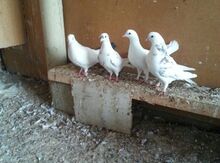Göyərçinlər