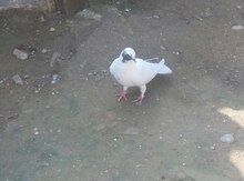 Göyərçin