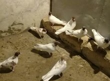 Göyərçinlər