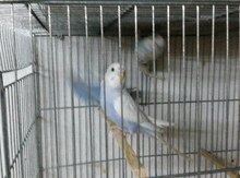 Tutuquşu
