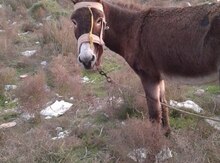 Eşşək
