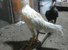Heyrati xoruzu