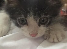 Отдам котенка в добрые руки