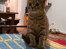Британская кошка