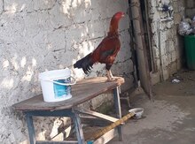 Heyratı
