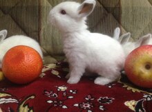Kaliforniya dovşanı