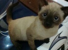 Сиамский котёнок.