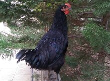 Australorp beçələri