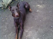 Doberman