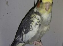 Korella