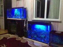 Akvariumlar