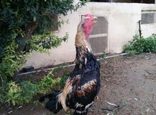 Heyratı xoruzu
