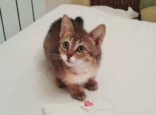 Котенок в добрые руки
