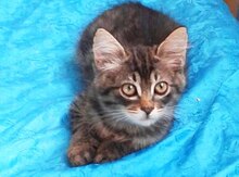 Котенок в добрые руки