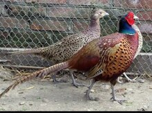 Qırqovul