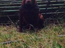 Pitbul