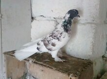 Göyərçinlər