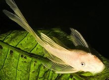 Akvarium balıqları "Ancitrus"
