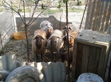Qoyunlar