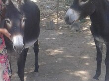 Eşşək