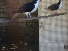 Göyərçin